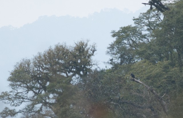 Habitat: montane forest in Argentina. - Black-and-chestnut Eagle - 