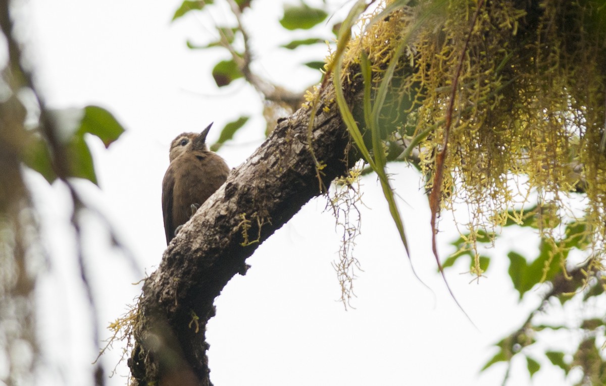 Smoky-brown Woodpecker - ML30692801