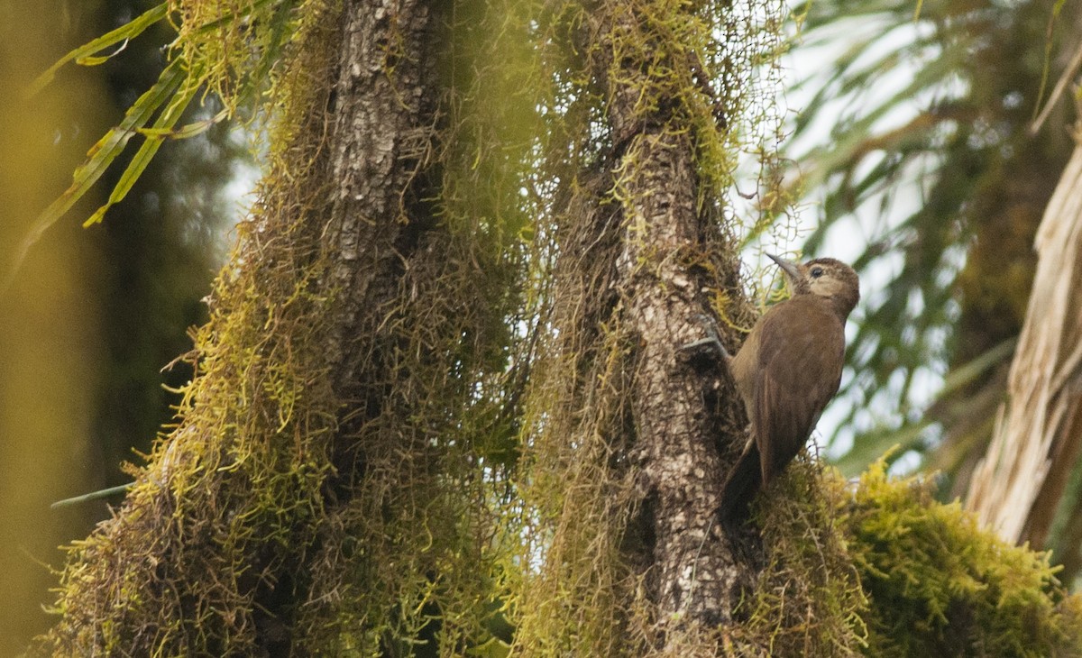 Smoky-brown Woodpecker - ML30692821