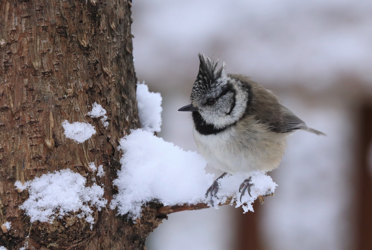 Crested Tit - ML306928511