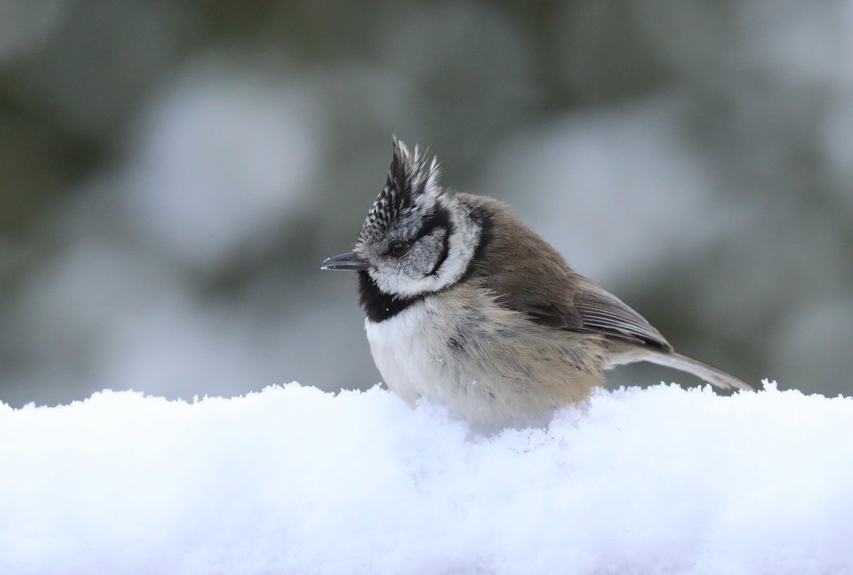 Crested Tit - ML306928541