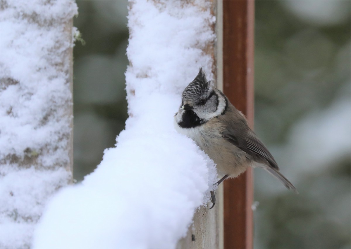 Crested Tit - Alan Gallagher