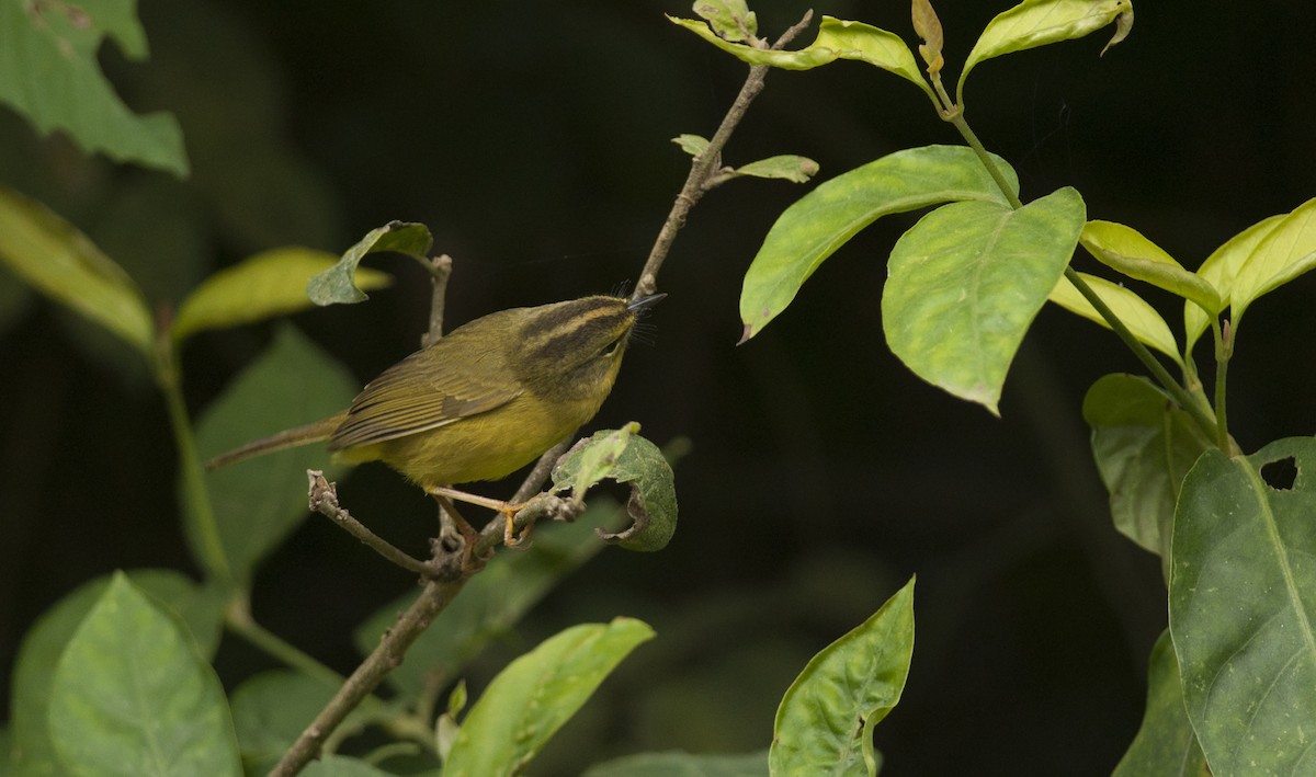 Two-banded Warbler - ML30692981