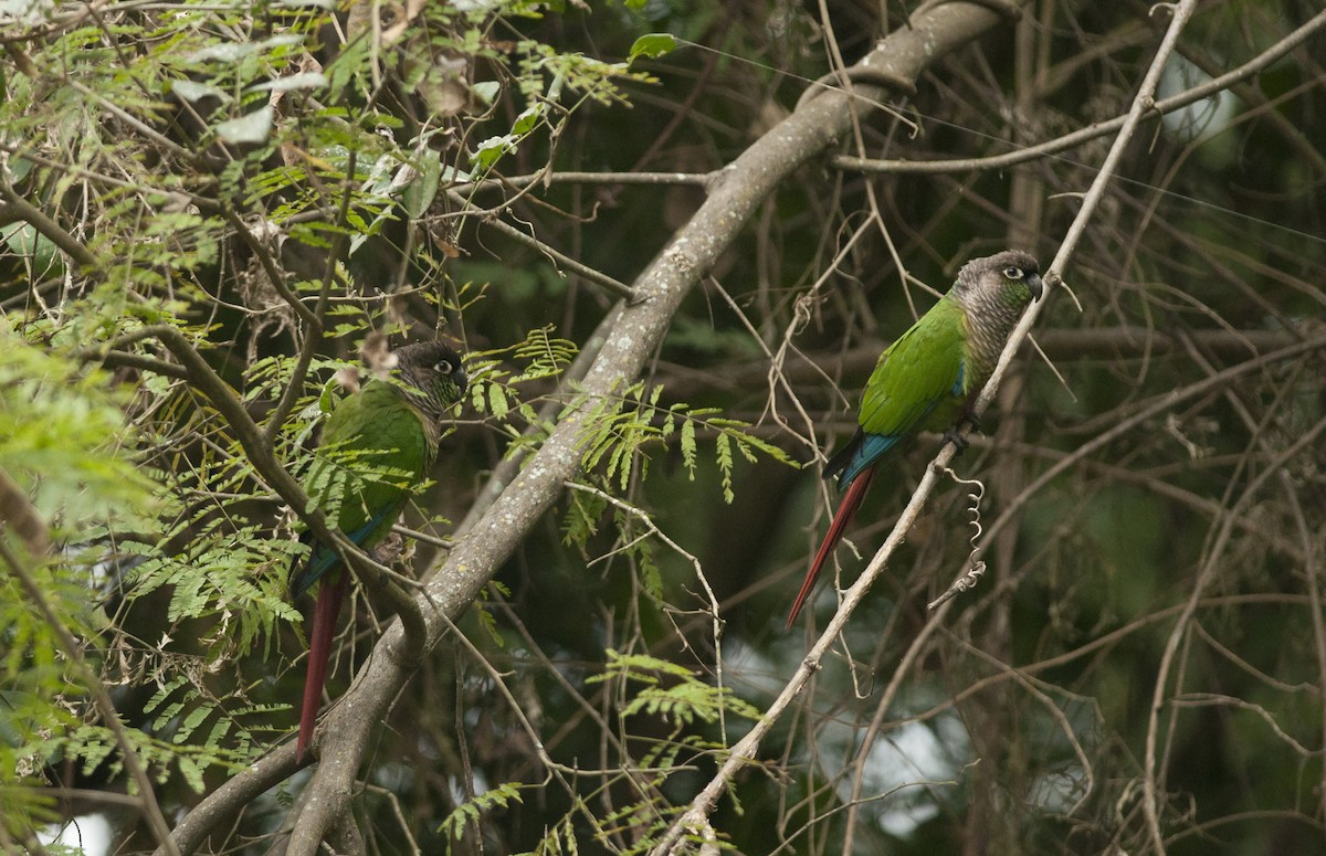 Green-cheeked Parakeet - ML30693071