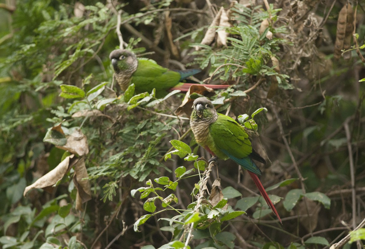 Green-cheeked Parakeet - ML30693091