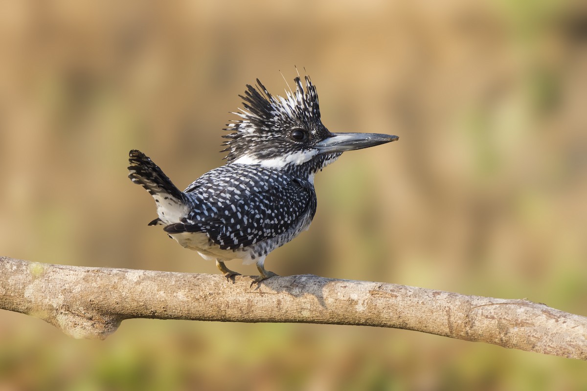 Crested Kingfisher - ML306931551