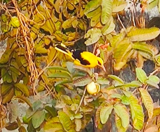 Indian Golden Oriole - ML306933531
