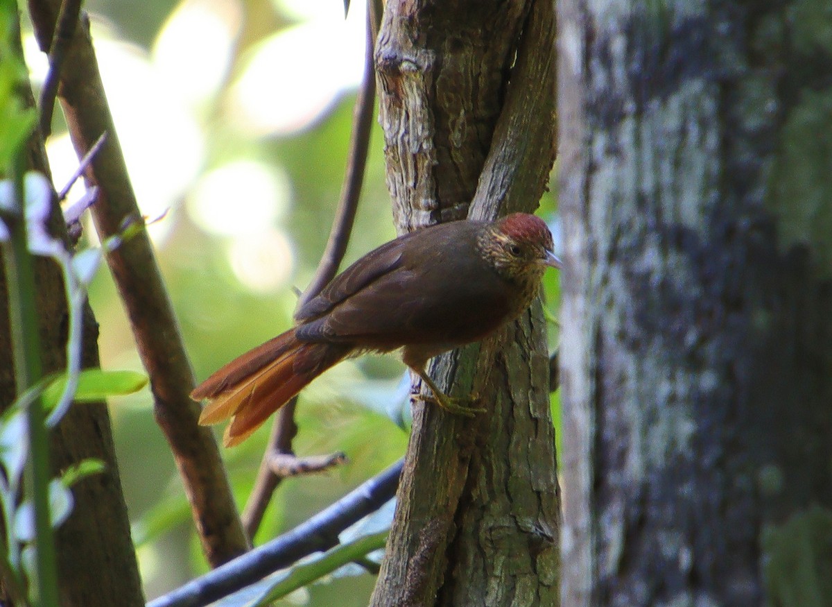 Speckled Spinetail - ML306939041