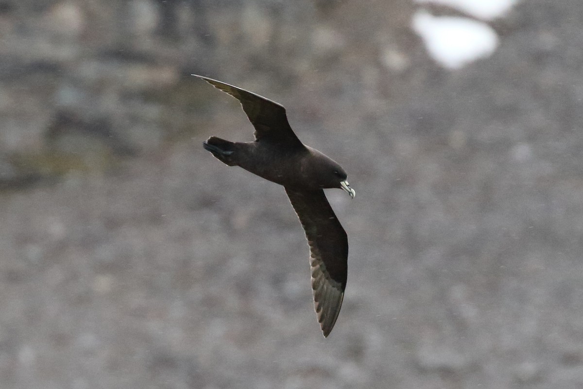 White-chinned Petrel - Roly Pitts