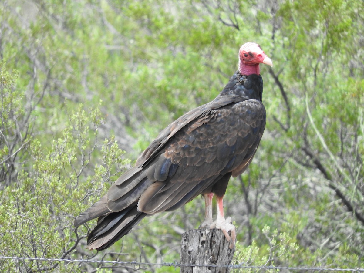 Turkey Vulture - Tomás Aguirre Vallés