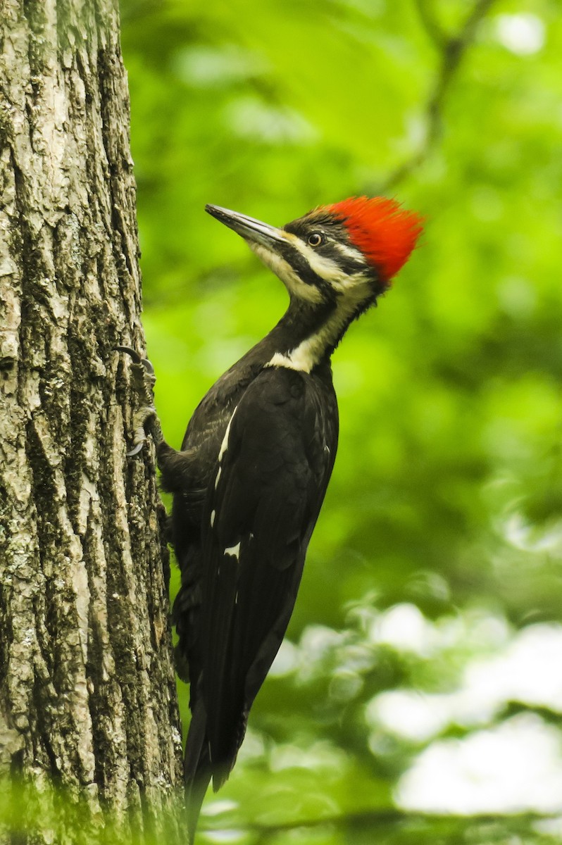 Pileated Woodpecker - Jefferson Shank