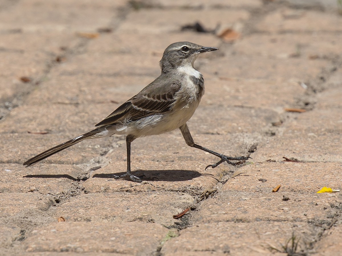Cape Wagtail - ML306947681