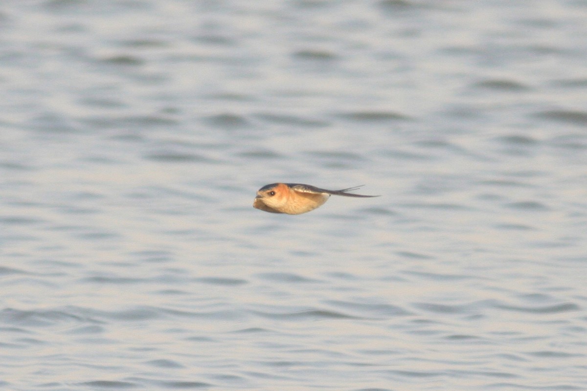 Red-rumped Swallow - ML306948811
