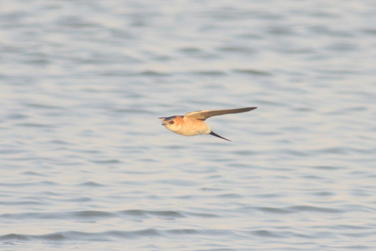 Red-rumped Swallow - ML306948831