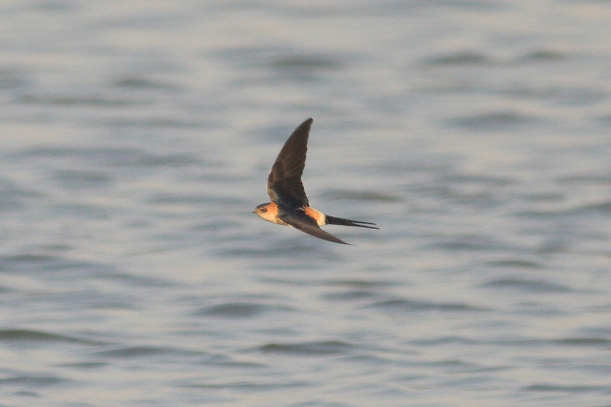 Red-rumped Swallow - ML306948841