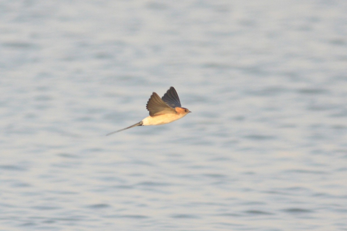 Red-rumped Swallow - ML306948851