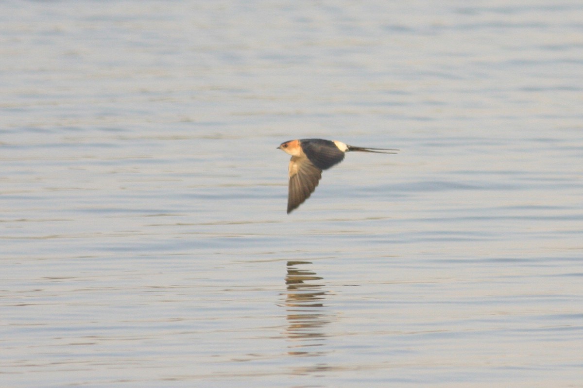 Red-rumped Swallow - ML306948861