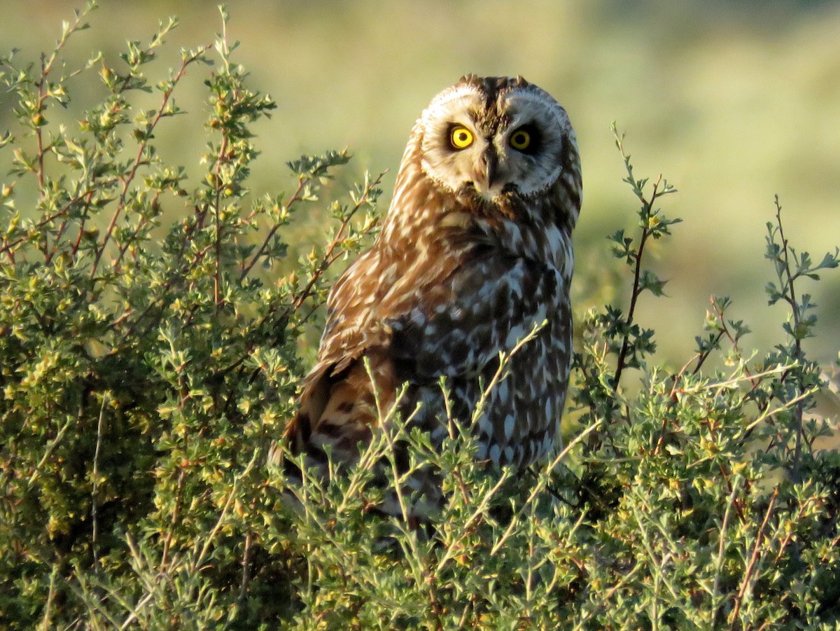 Short-eared Owl - JoAnn Potter Riggle 🦤