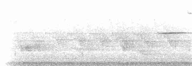 Hermit Thrush (faxoni/crymophilus) - ML30695051