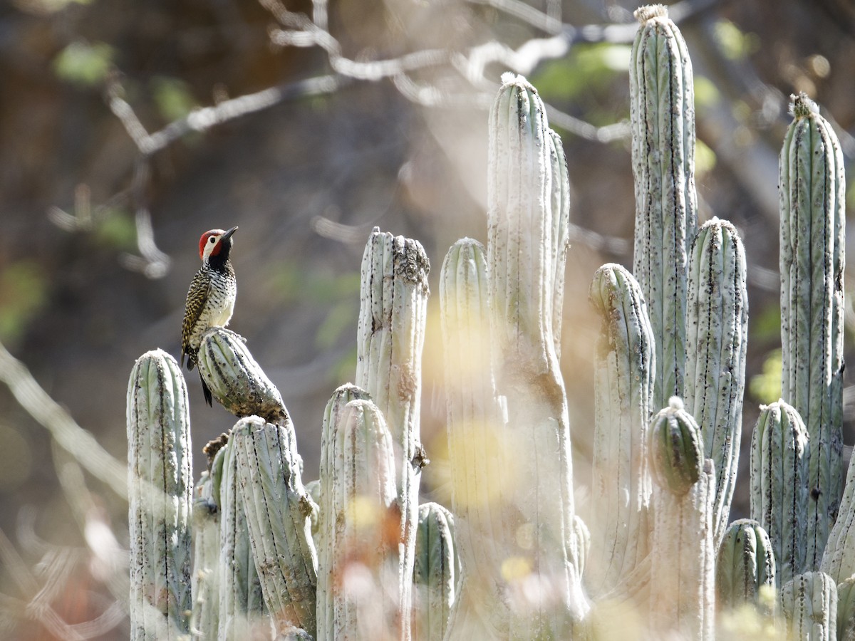 Black-necked Woodpecker - ML306953701