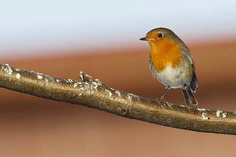 European Robin - eBird