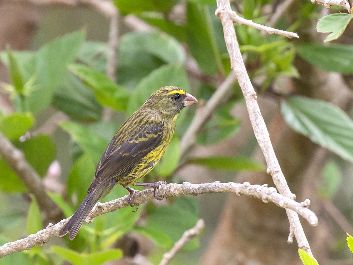 Forest Canary - ML306954591