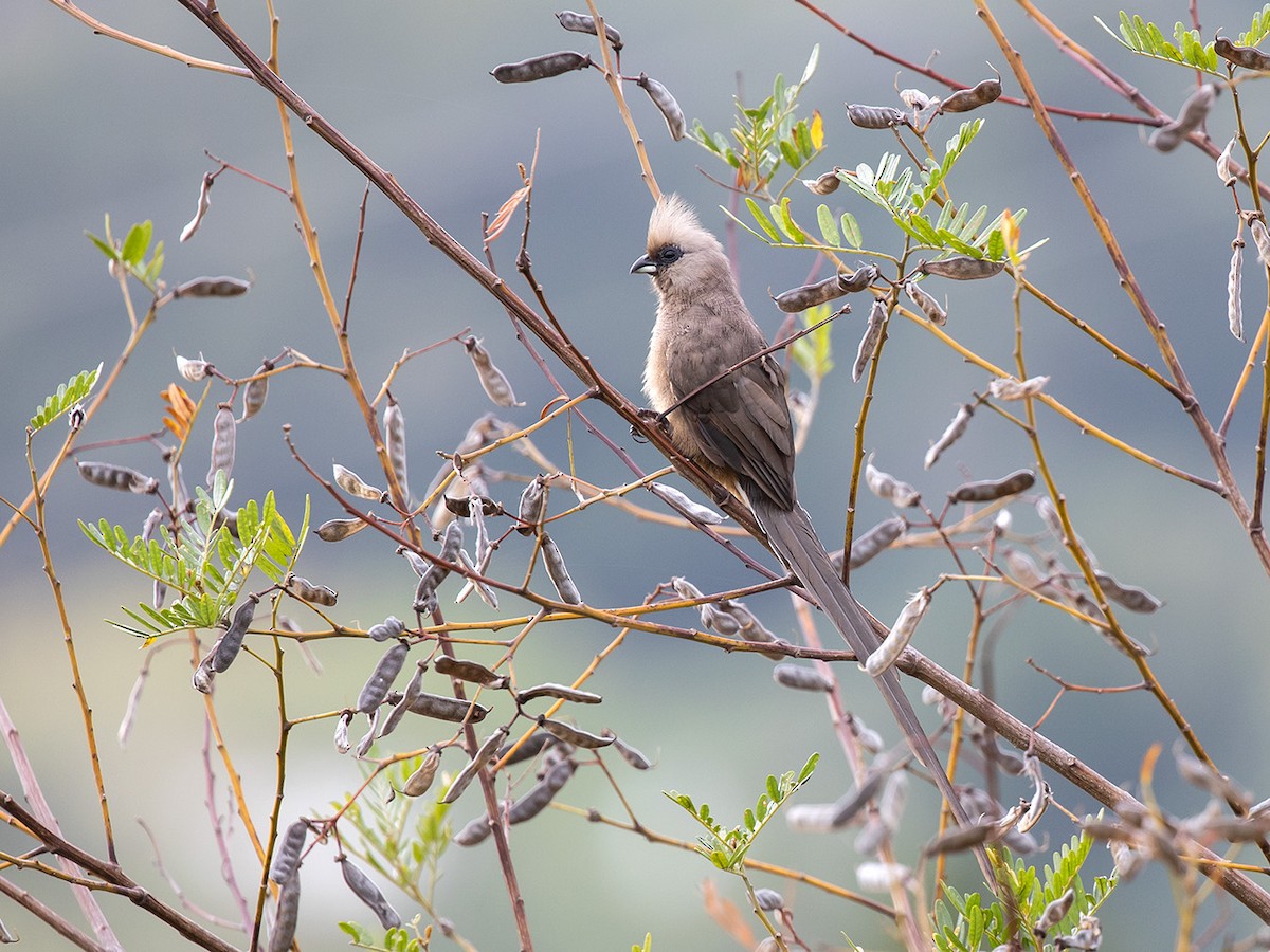 Speckled Mousebird - ML306955431