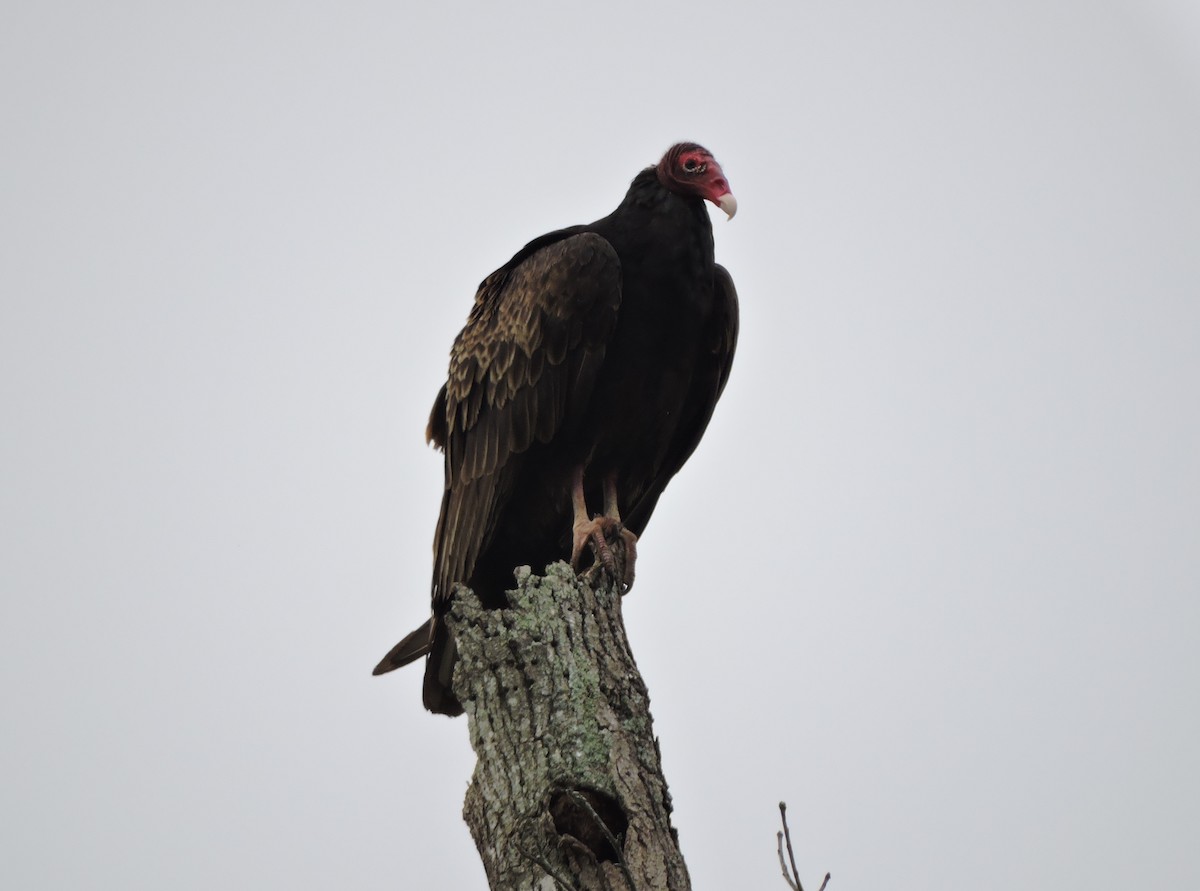 Turkey Vulture - ML30695811