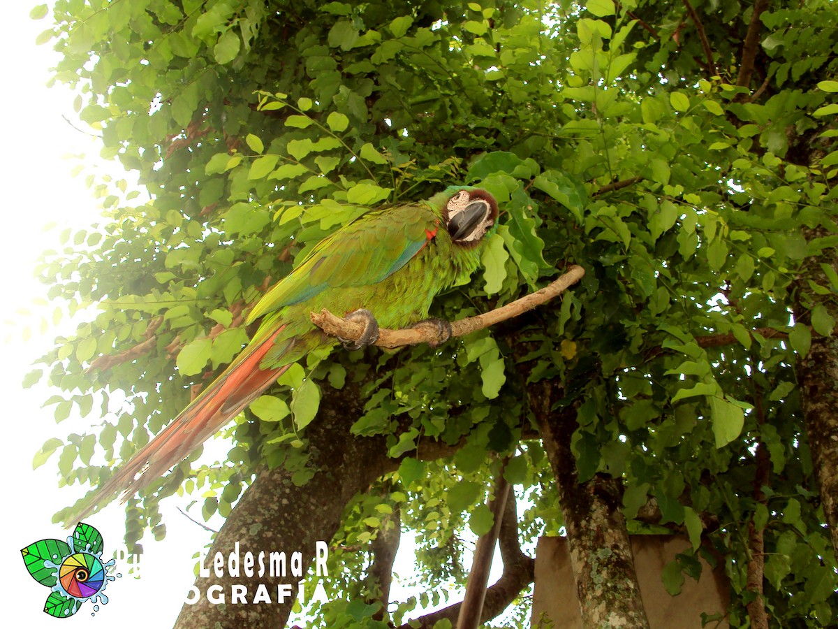 Chestnut-fronted Macaw - ML306969271