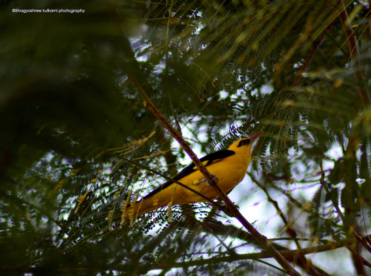 Indian Golden Oriole - ML306972081