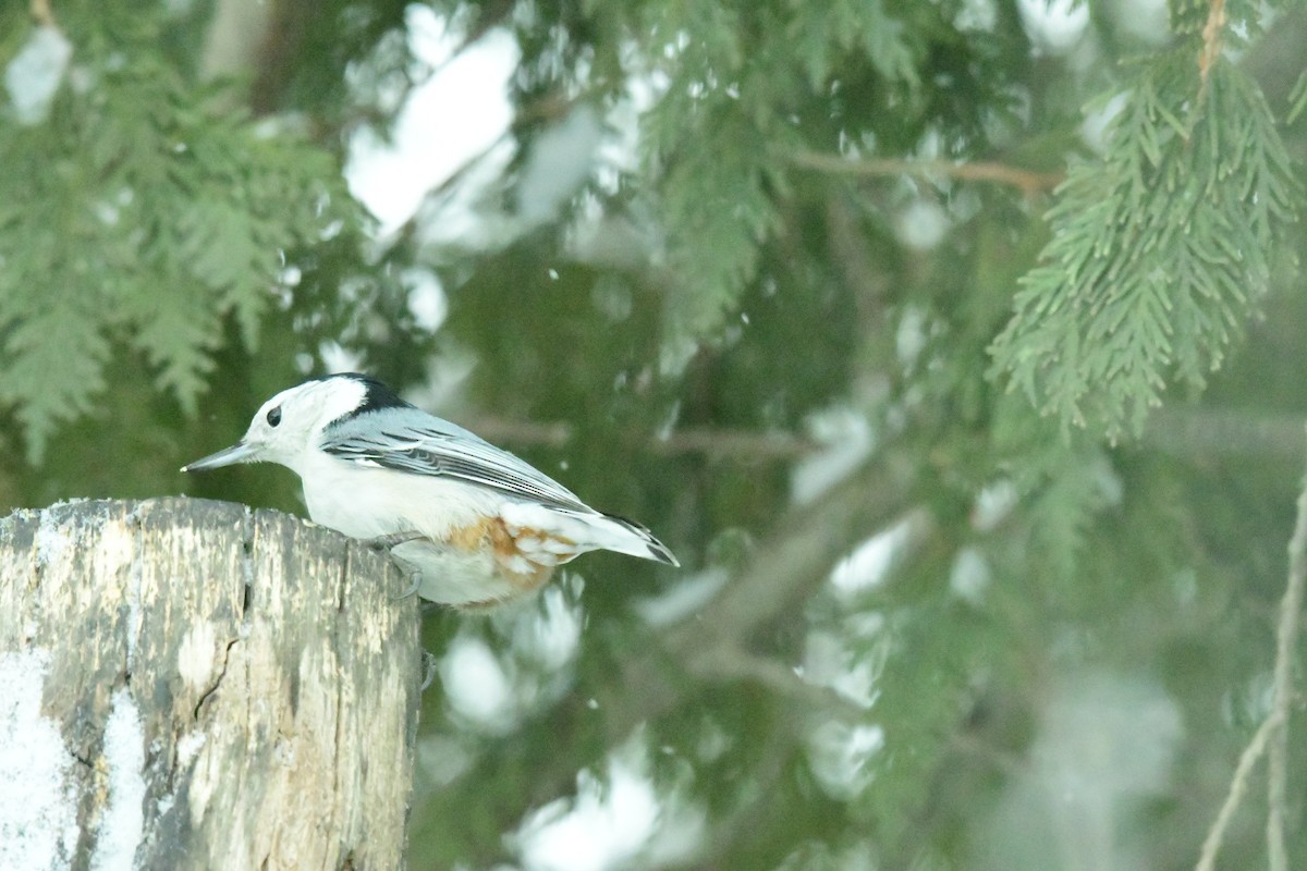 White-breasted Nuthatch - ML306972211