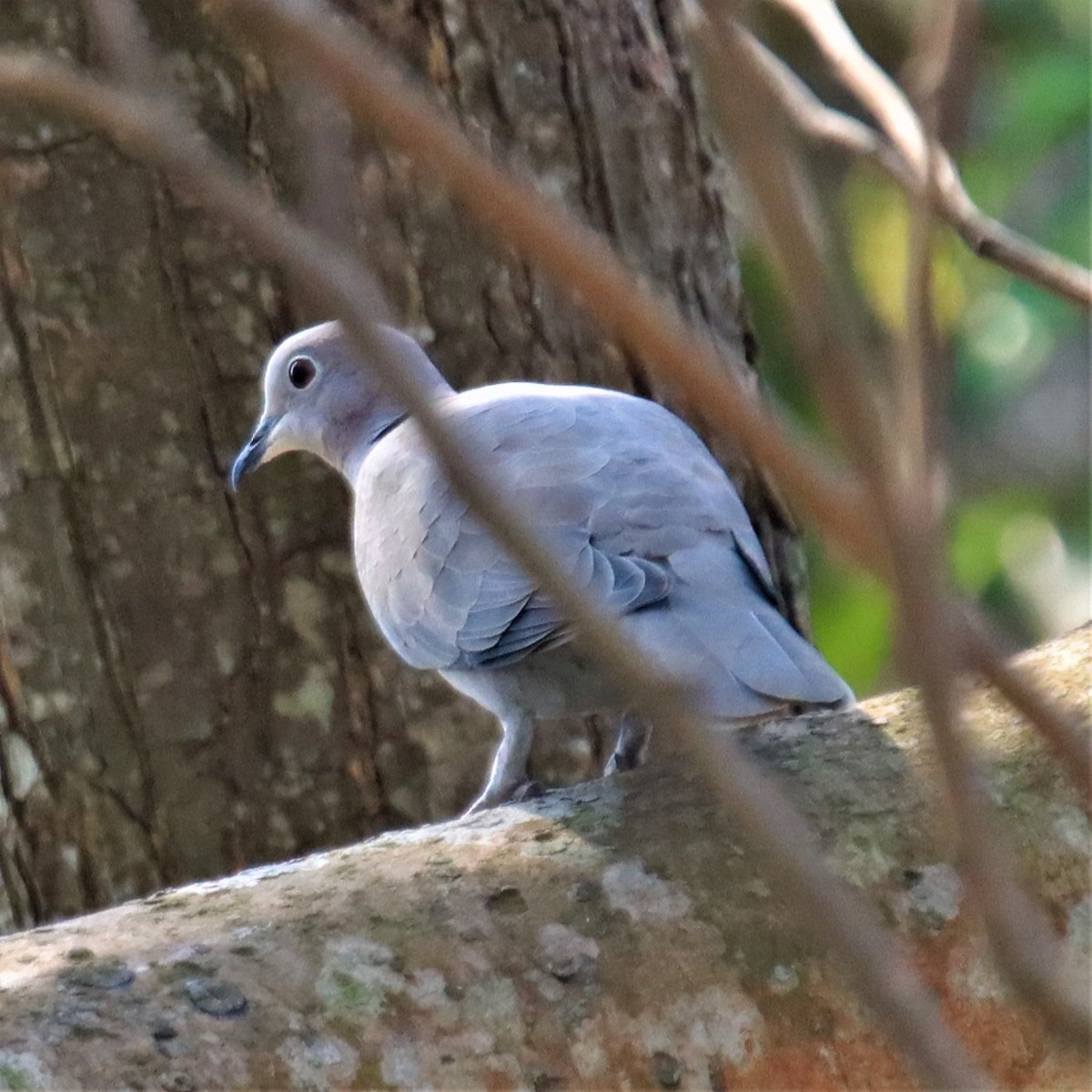 Eurasian Collared-Dove - ML306973351