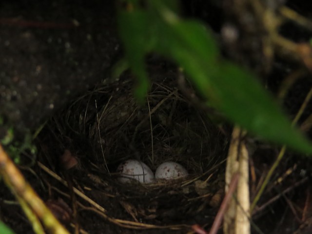 Nest with two eggs. - Slate-throated Redstart - 