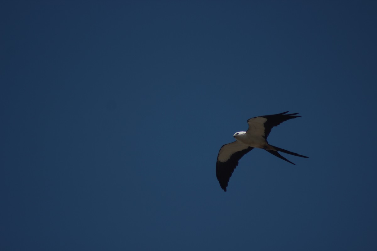 Swallow-tailed Kite - ML306988991