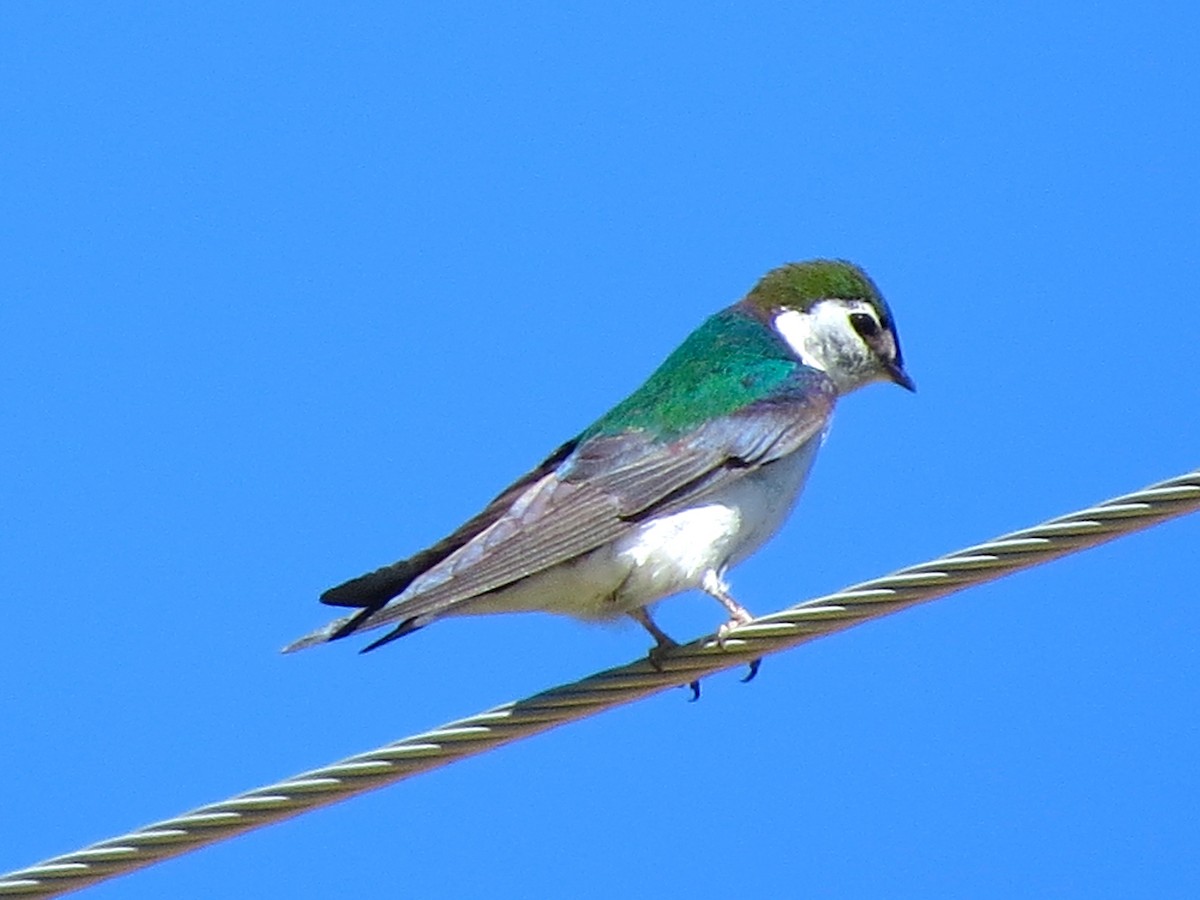 Violet-green Swallow - Ted Floyd
