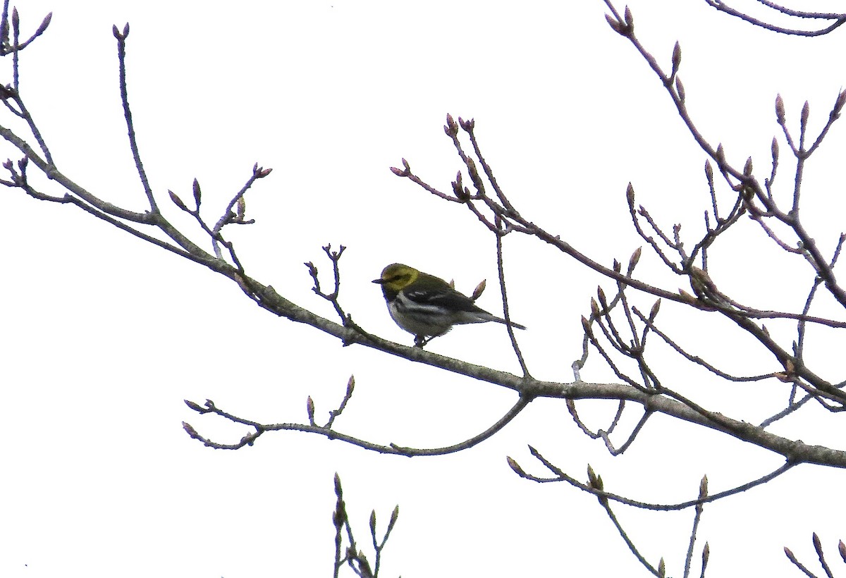 Black-throated Green Warbler - ML306994101