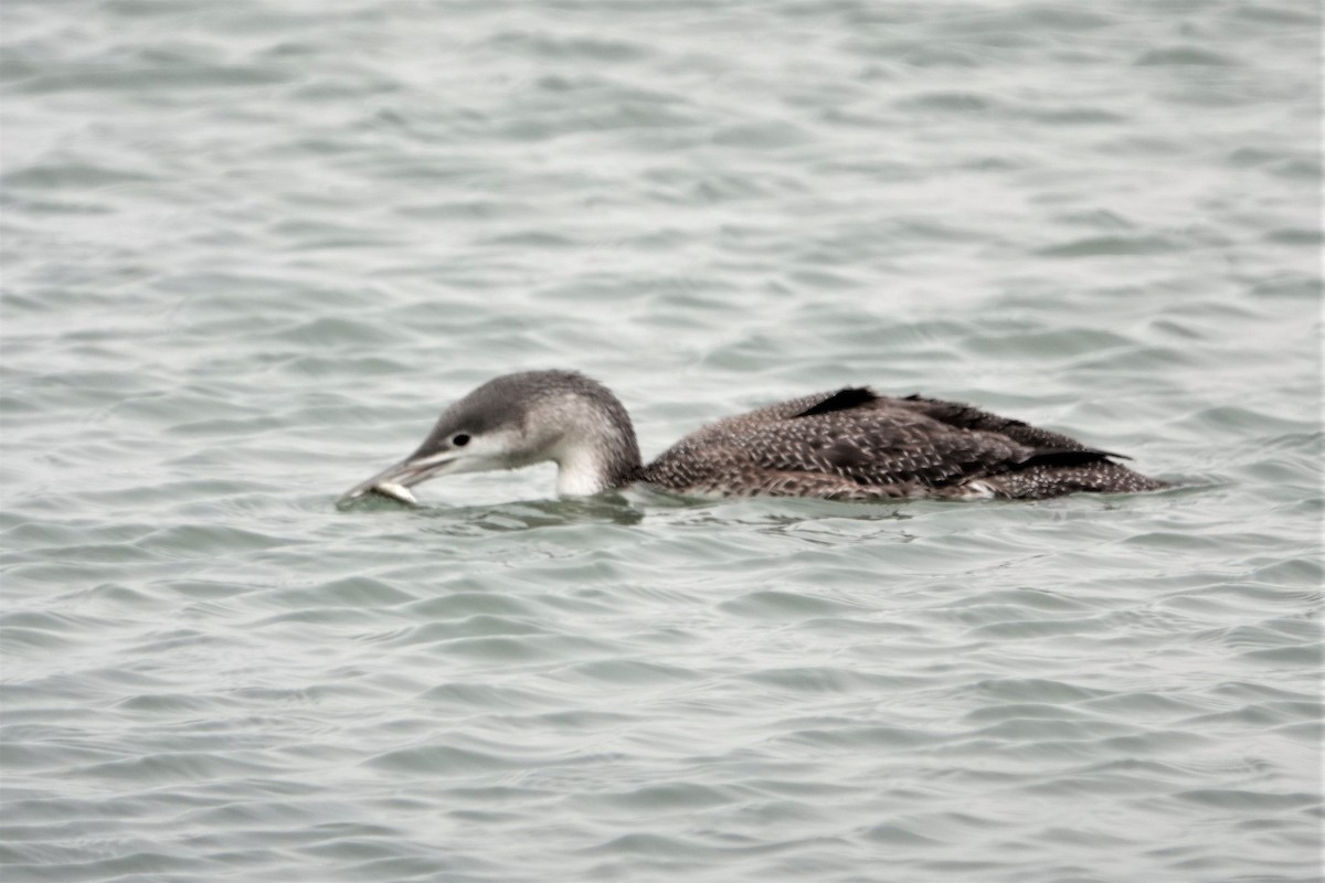 Red-throated Loon - ML306995071
