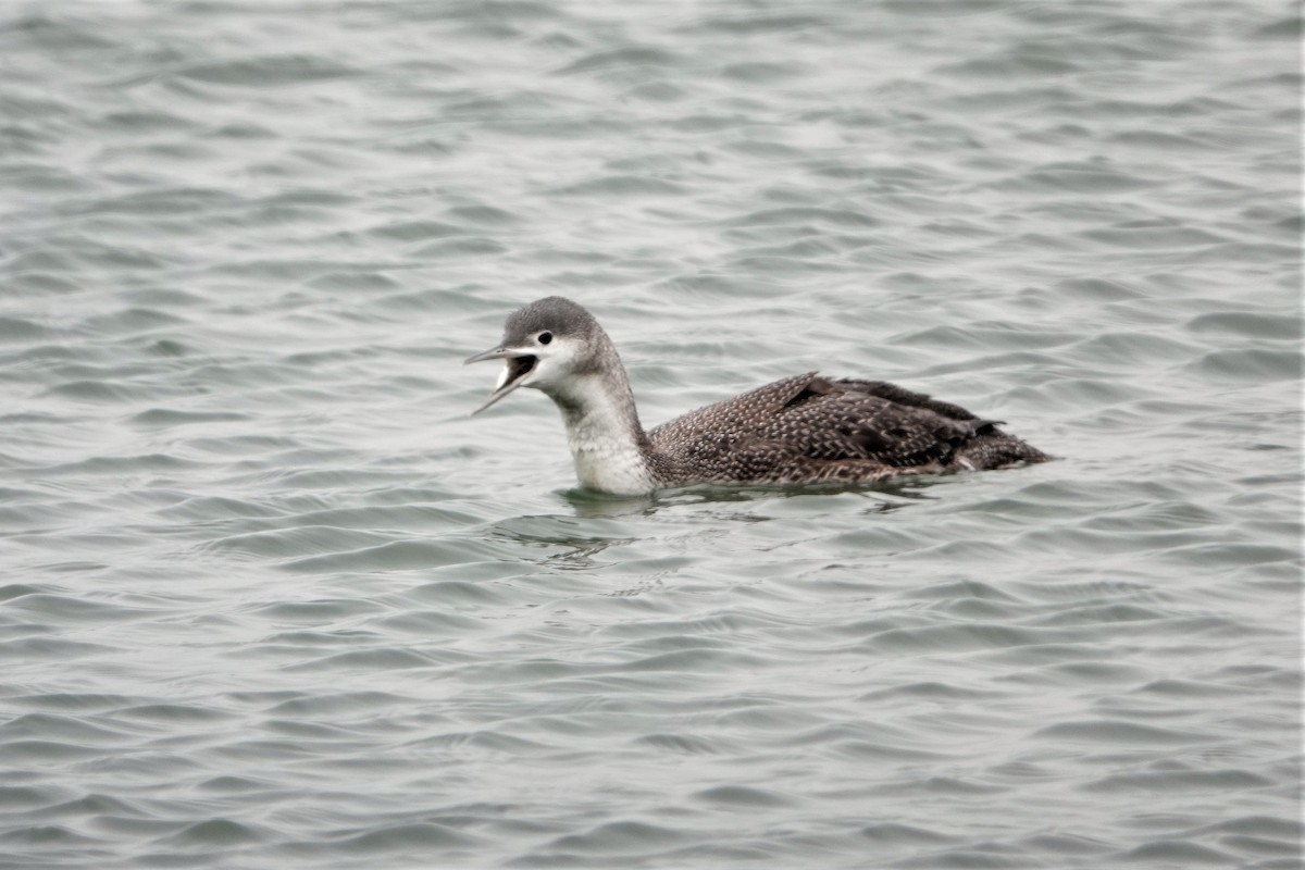 Red-throated Loon - ML306995561