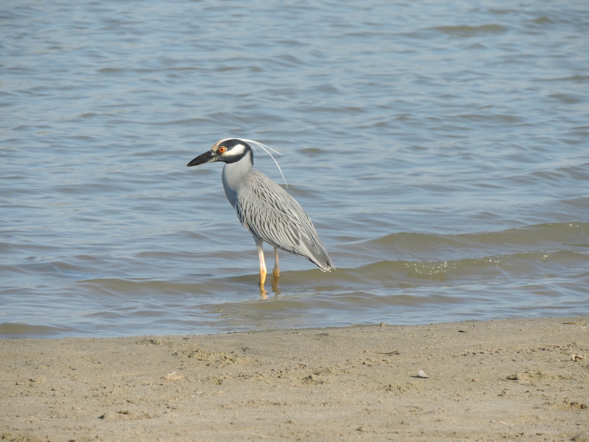 Yellow-crowned Night Heron - Rocío Apolinar Flores