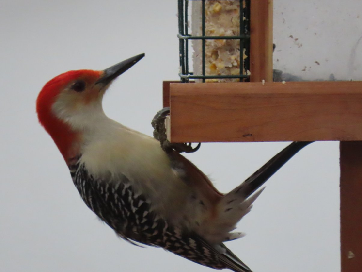 Red-bellied Woodpecker - ML307005131