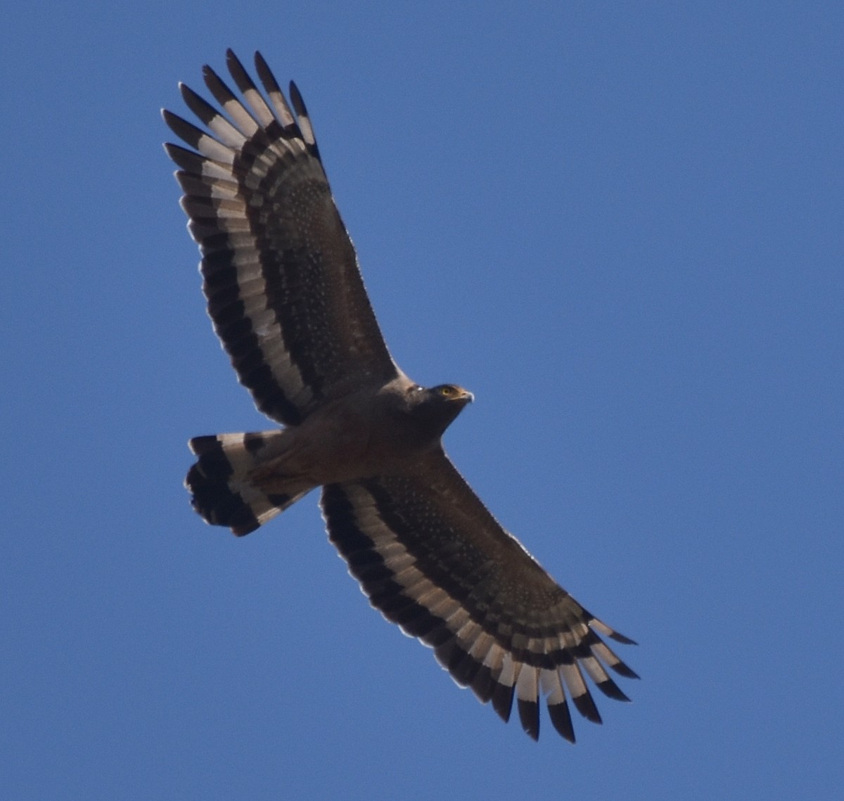 Crested Serpent-Eagle - ML307008901