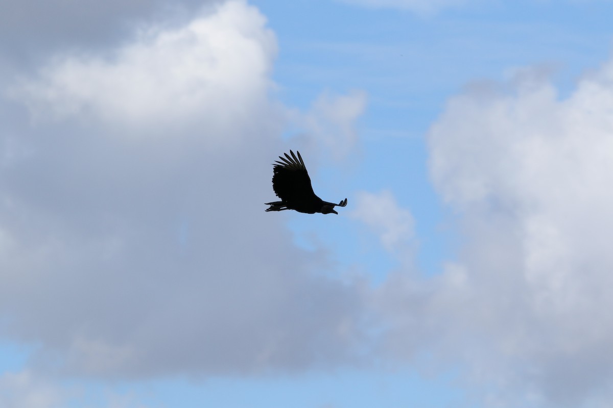 Black Vulture - Patti Savage