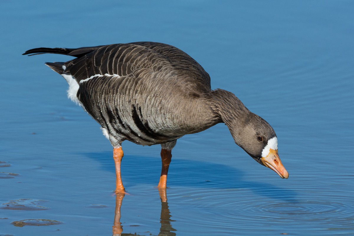 Greater White-fronted Goose - ML307012891
