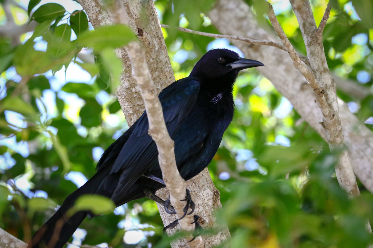 Boat-tailed Grackle - ML307013001