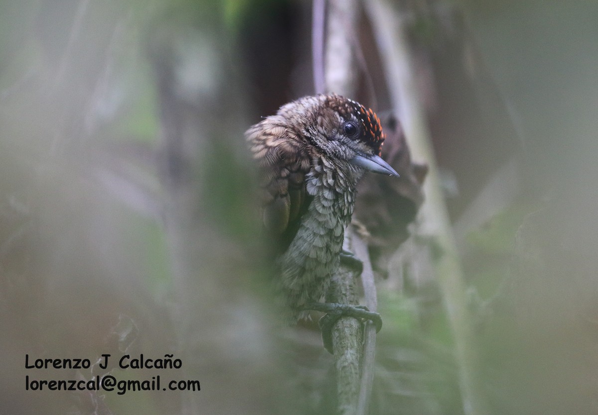 Scaled Piculet - ML307013861