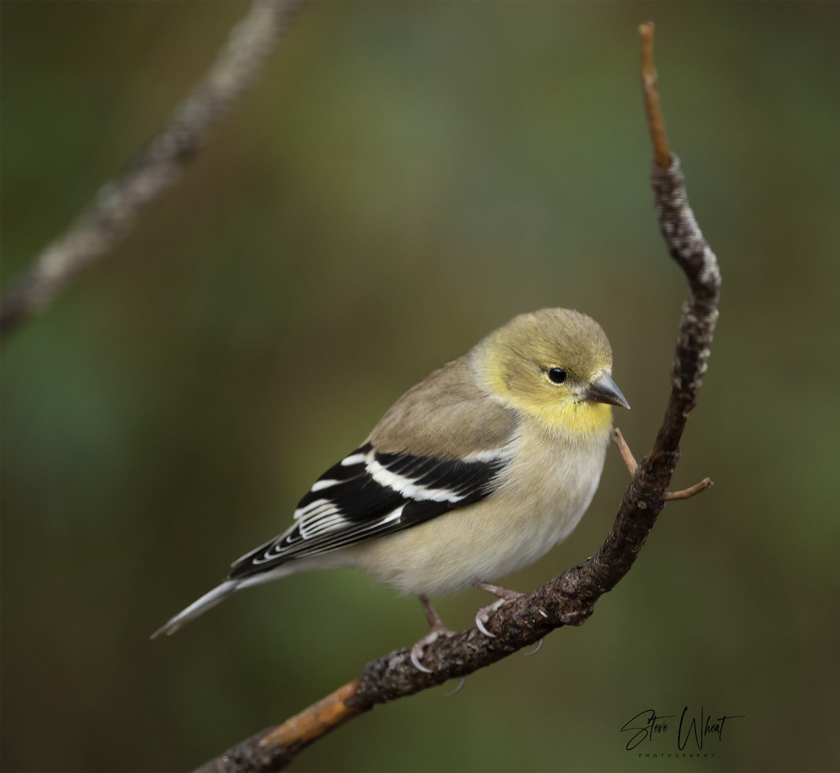 American Goldfinch - Steve Wheat