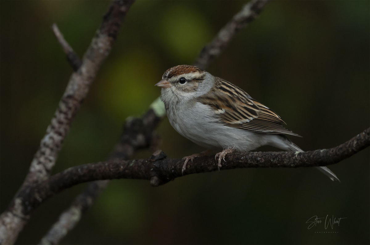 Chipping Sparrow - Steve Wheat