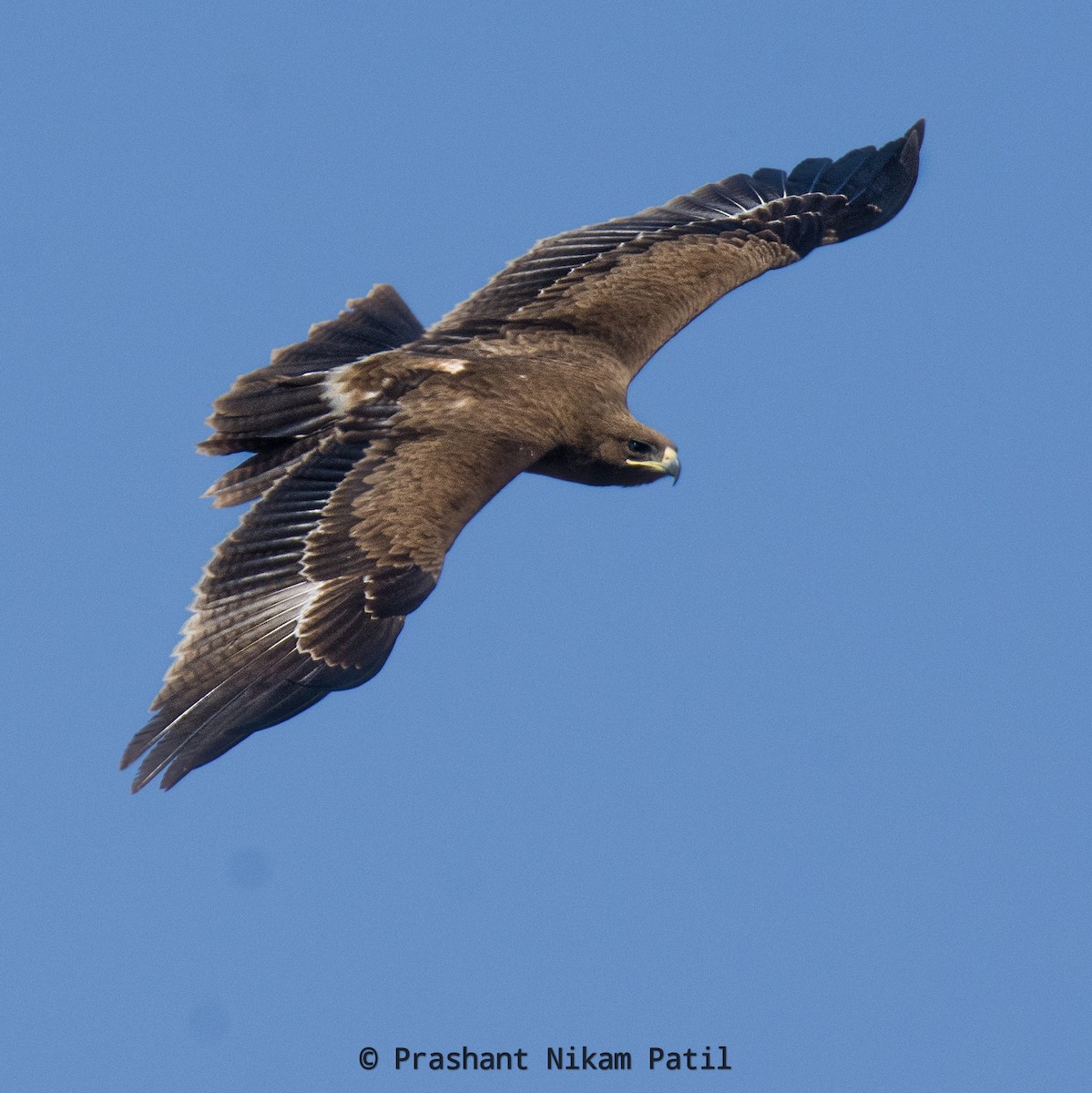 Greater Spotted Eagle - ML307023031