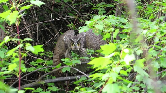 Long-eared Owl - ML307025351