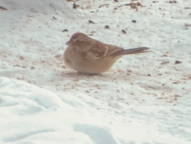 American Tree Sparrow - Quarry Hill Nature Center